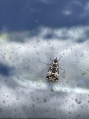 Scoparia exhibitalis