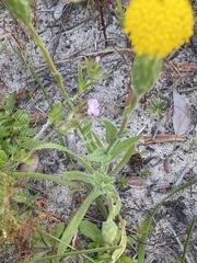 Podotheca angustifolia