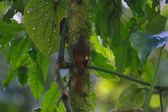 Sittasomus griseicapillus