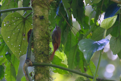 Sittasomus griseicapillus