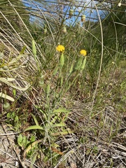 Podotheca angustifolia