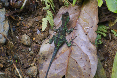 Anolis capito