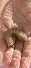 Cotinis mutabilis