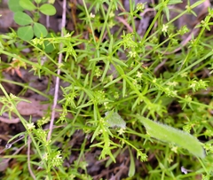 Galium gaudichaudii