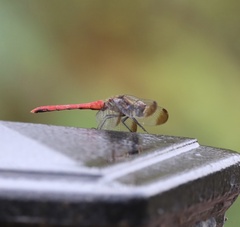 Sympetrum risi