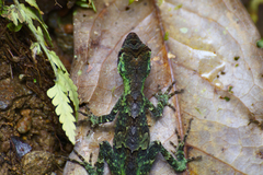 Anolis capito