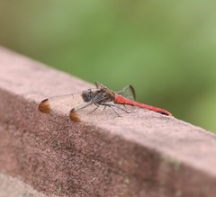Sympetrum risi