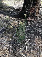 Ozothamnus obcordatus