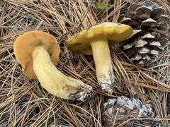 Suillus
