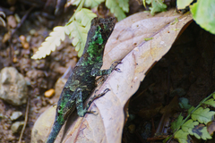 Anolis capito