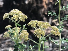 Ozothamnus obcordatus