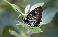 Euripus nyctelius