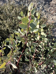 Arctostaphylos viscida pulchella
