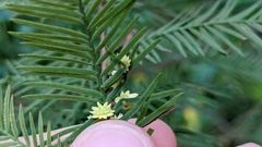 Taxodiomyia