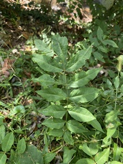 Fraxinus excelsior