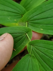 Uvularia grandiflora