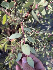 Arctostaphylos viscida pulchella