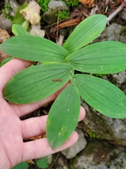 Uvularia grandiflora