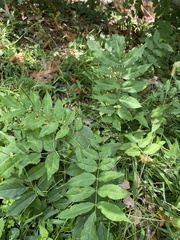 Fraxinus excelsior