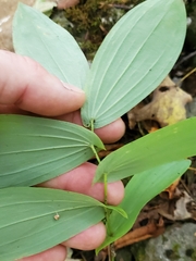 Uvularia grandiflora