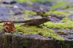 Anolis humilis