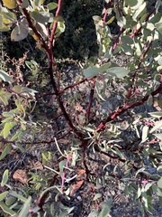 Arctostaphylos viscida pulchella