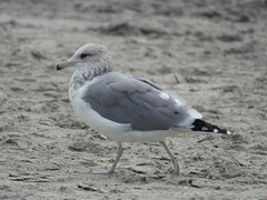 Larus californicus