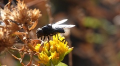Copestylum violaceum
