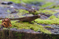 Anolis humilis