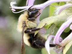 Bombus bimaculatus