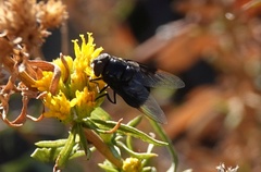Copestylum violaceum