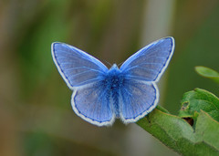 Polyommatus icarus