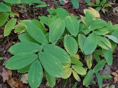 Uvularia grandiflora
