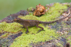 Anolis humilis