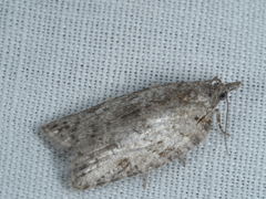 Isotenes miserana