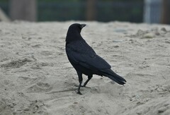 Corvus brachyrhynchos