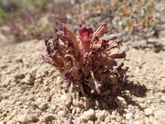 Aphyllon corymbosum