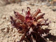 Aphyllon corymbosum