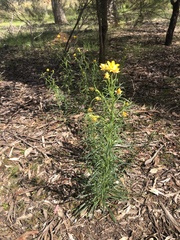 Xerochrysum viscosum