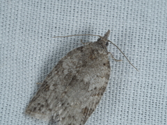 Isotenes miserana