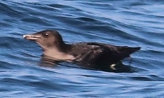 Cerorhinca monocerata