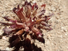 Aphyllon corymbosum