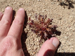 Aphyllon corymbosum