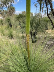 Xanthorrhoea preissii