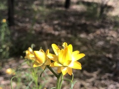 Xerochrysum viscosum