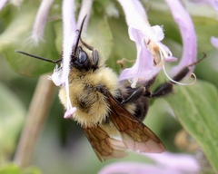 Bombus bimaculatus