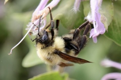 Bombus bimaculatus