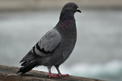 Columba livia domestica