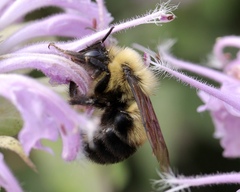 Bombus bimaculatus