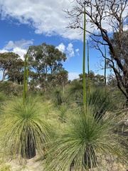 Xanthorrhoea preissii